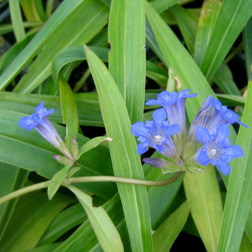 Gentiana cruciata - Click Image to Close